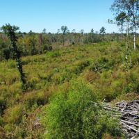 Satilla River Timber Hunting Tract images 2