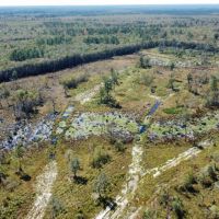 Satilla River Timber Hunting Tract images 3