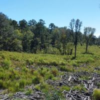 Satilla River Timber Hunting Tract images 4