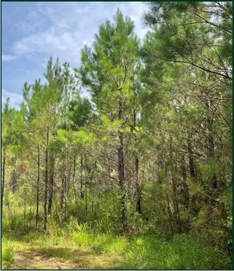 86.1 Acres in Carroll County in West MS featured image