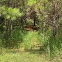 86.1 Acres in Carroll County in West MS images 2