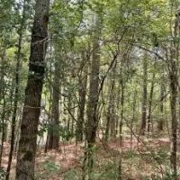 86.1 Acres in Carroll County in West MS images 3