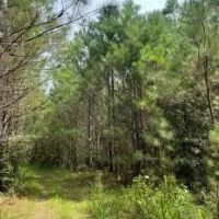 86.1 Acres in Carroll County in West MS images 4