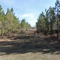 Aucilla Plantation 48.23