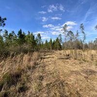 Aucilla Plantation 48.23 images 3