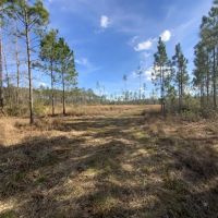 Aucilla Plantation 48.23 images 4