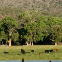 Rio Frisco Farm images 3