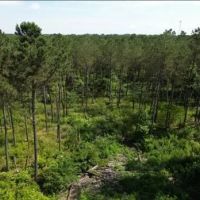 88.6 Acres in Choctaw County in Ackerman MS