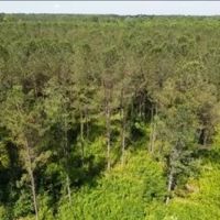 88.6 Acres in Choctaw County in Ackerman MS images 4