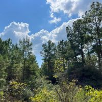 613 Acres FM 247 T-7 images 4
