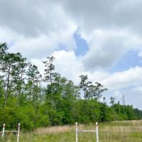 51 Acres Cravens Camp Rd. D-1 Silsbee Stake images 4
