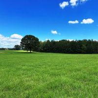 280 - Acres Multi-use farm in Colbert Co. AL