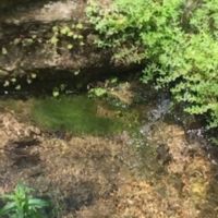 Artesian Well Cabin Creek Spring Shop 23 Acres images 3