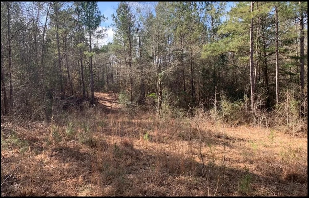 36 Acres in Lawrence County in Monticello MS featured image