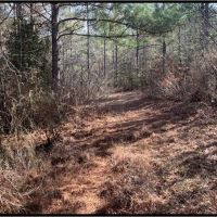 36 Acres in Lawrence County in Monticello MS images 3