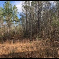 36 Acres in Lawrence County in Monticello MS images 4