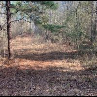 36 Acres in Lawrence County in Monticello MS images 5