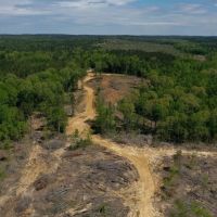 Webster County 62 Acres Hunting and Timber images 4