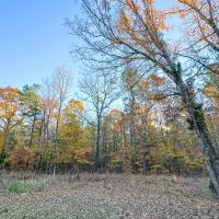 21 Acres Hwy 37 T-7 Kiskadee images 4