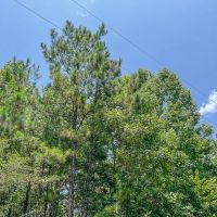 43 Acres CR 364 T-1 images 3