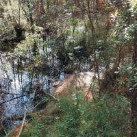 Penholloway Creek images 2
