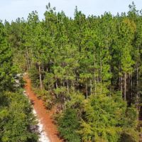 Penholloway Creek images 3