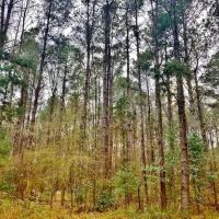 24.11 Acres Bogue Chitto River Frontage Pike Co images 3