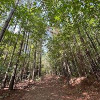 13.16 acres of Recreational and Residential Land With a Pond For Sale in Vance County NC images 3