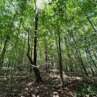 13.16 acres of Recreational and Residential Land With a Pond For Sale in Vance County NC images 5