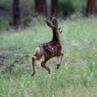 Kiowa Equine Estate in the Pines images 3