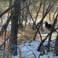 Kiowa Equine Estate in the Pines images 4