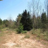 U.P. Michigan Wooded 40 Acres 50111417 images 2