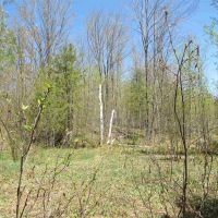 U.P. Michigan Wooded 40 Acres 50111417 images 3