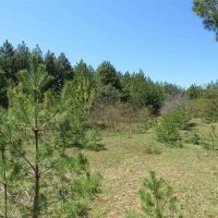 U.P. Michigan Wooded 40 Acres 50111417 images 4
