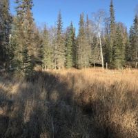 40 Acres with a pond