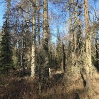 40 Acres with a pond images 2
