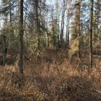 40 Acres with a pond images 3