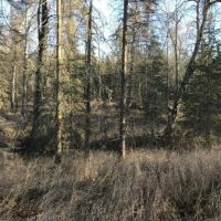 40 Acres with a pond images 4