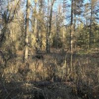 40 Acres with a pond images 5