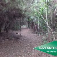 38.65 ac - Timberland for Home Site images 3