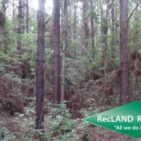 38.65 ac - Timberland for Home Site images 5