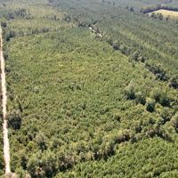 60 acres of investment Recreational and Timberland for sale in Cumberland County NC images 4