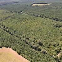 60 acres of investment Recreational and Timberland for sale in Cumberland County NC images 5