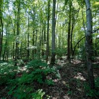 3.05 acre Building Lot for Sale in Warren County NC images 5