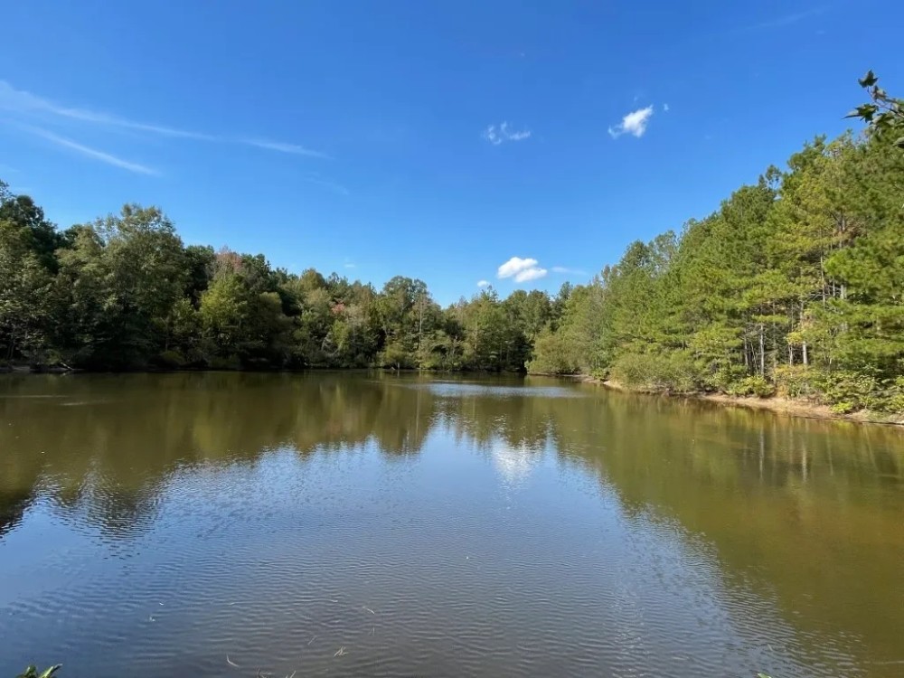 - 31.2 Acres - Wooded Acreage with Pond - 519 Deadfall Road W. Greenwood SC 29649 featured image