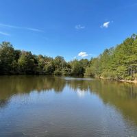- 31.2 Acres - Wooded Acreage with Pond - 519 Deadfall Road W. Greenwood SC 29649