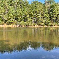 - 31.2 Acres - Wooded Acreage with Pond - 519 Deadfall Road W. Greenwood SC 29649 images 4