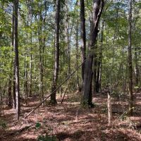 - 31.2 Acres - Wooded Acreage with Pond - 519 Deadfall Road W. Greenwood SC 29649 images 5