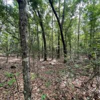 14 Acres in Harrison County in Saucier MS images 5