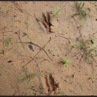 174 Acres in Montgomery County in Vaiden MS images 5